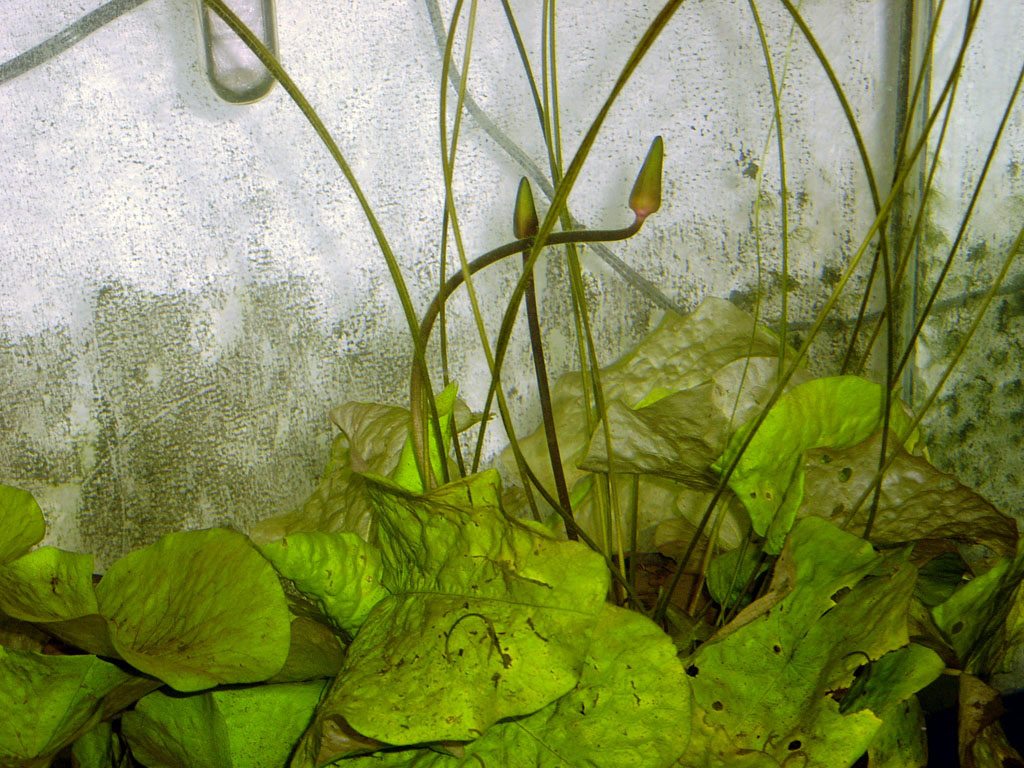Nymphaea minuta Jan 06 05 Image017